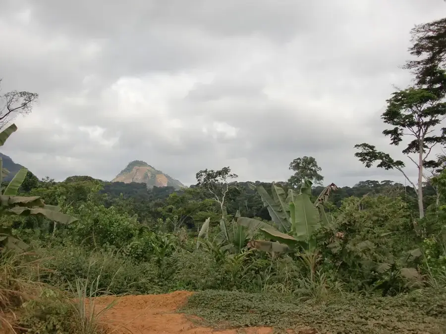Moukalaba-Wald