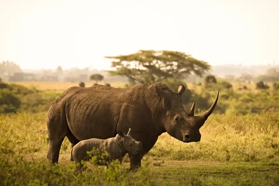 Mount Kenya Nemzeti Park