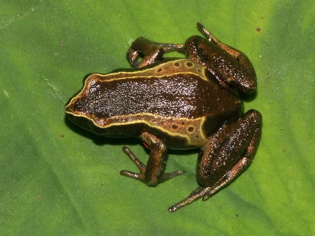 Mount Oko — Ndop (Cameroon)