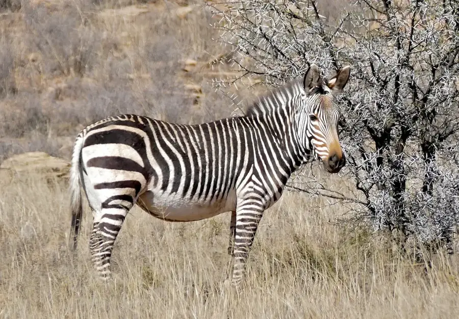 Bergzebra-Nationalpark — Graaff-Reinet (Südafrika)