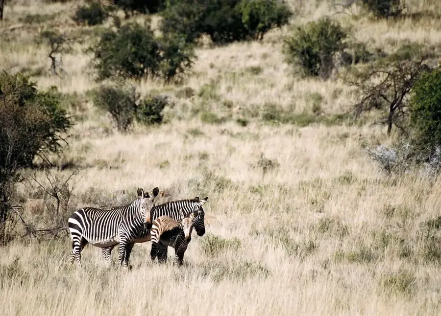 Mountain Zebra National Park — Graaff-Reinet (Südafrika)