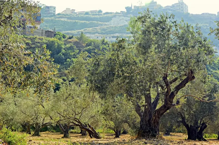 Msallata Olive Plantations — Misrata Central Mosque (Libya)