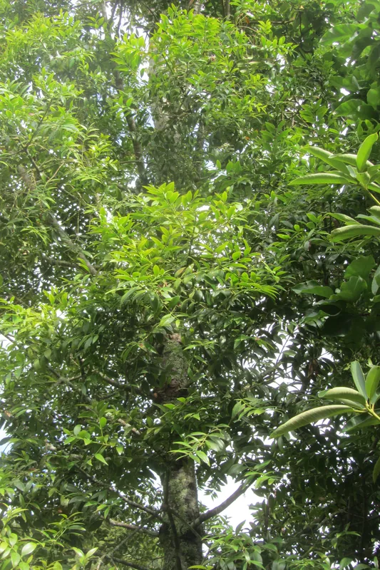 Muntele Murud — Bintulu (Malaysia)