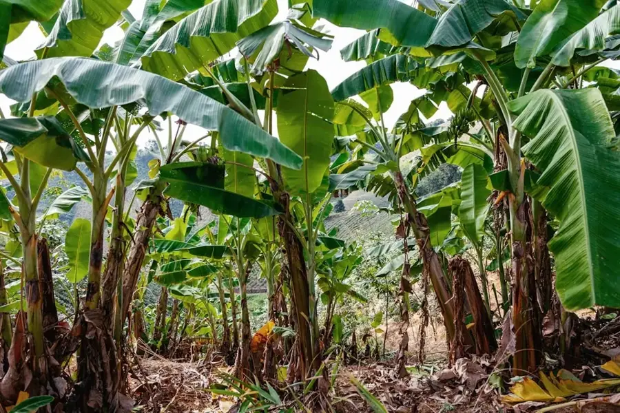 Livezile de banani din Muyinga — Lacul Rweru (Burundi)