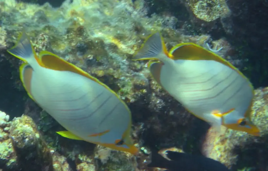 Hinnavaru