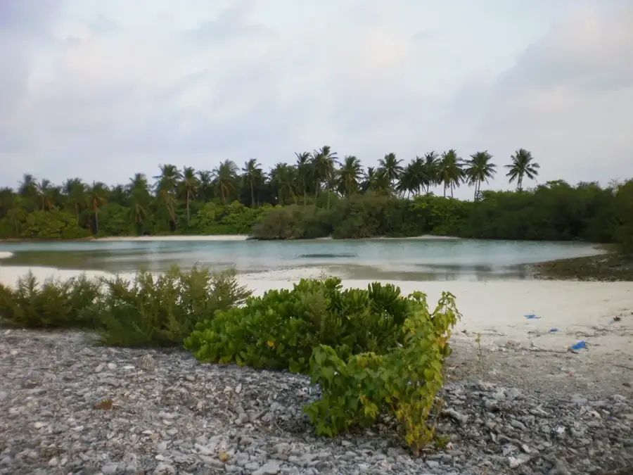 Kelaa Mangrove Forest
