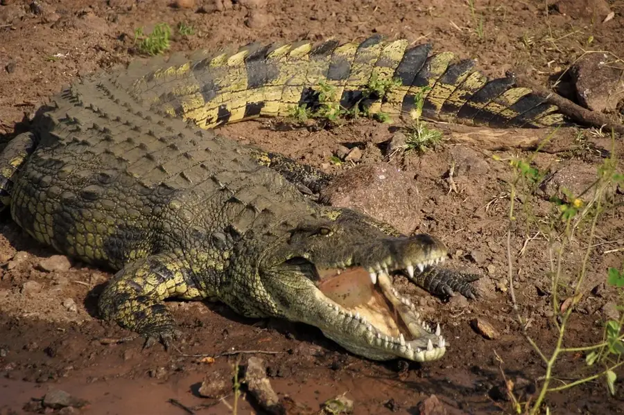 Chobe folyó (Namíbia)