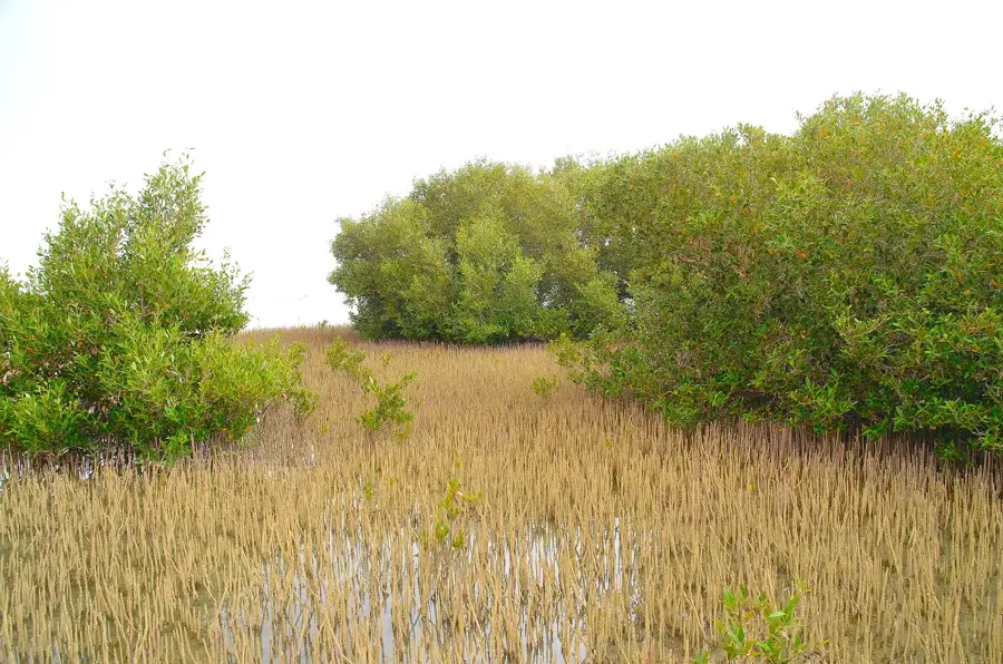 Rezervația Nabq — Arish (Egipt)