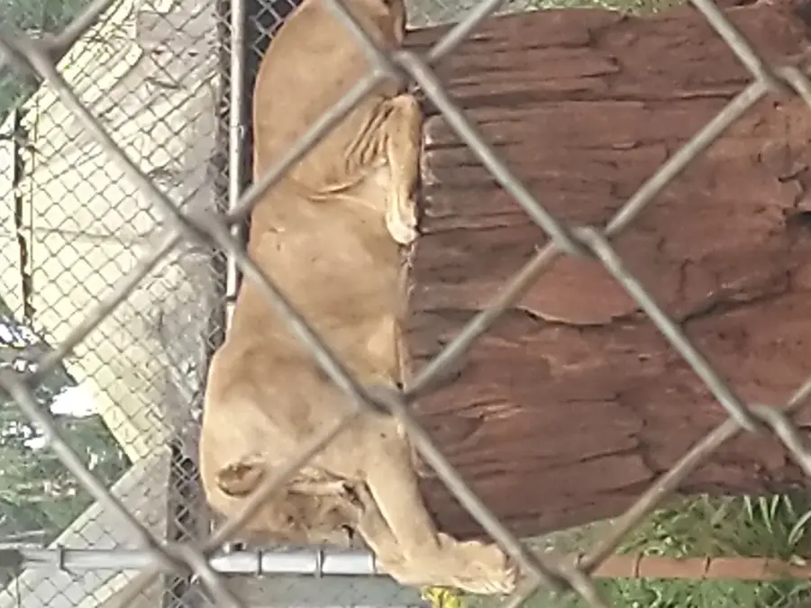 Giraffe Centre Nairobi — Athi River (Kenia)