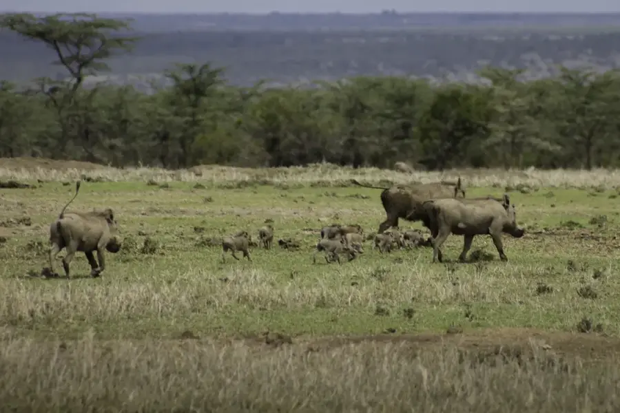 Nairobi Safari Walk — Ngong (Kenya)