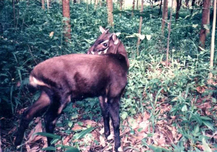 Nakai-Nam Theun Nationalpark — Formosa Hà Tĩnh Steel (Vietnam)