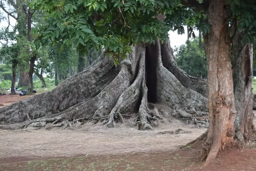 Nakayima-Baum — Katonga-Fluss (Uganda)
