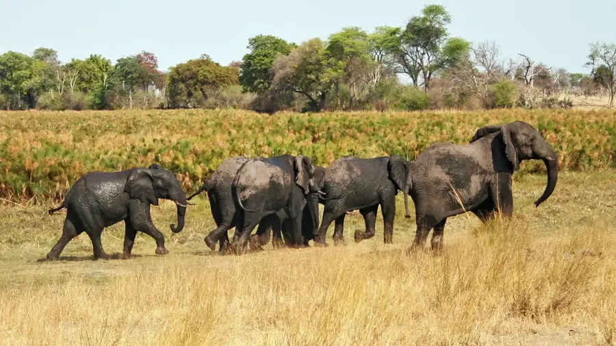 Bwabwata Nationalpark — Caprivi Wildtiergebiet (Namibia)