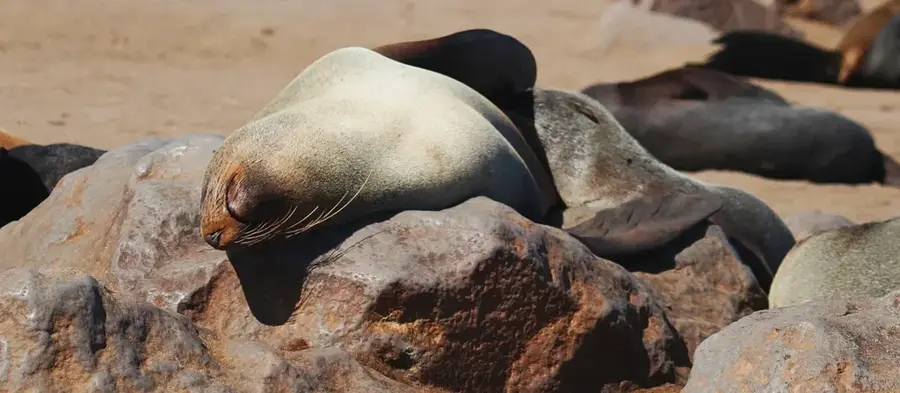 Cape Cross Seal Reserve