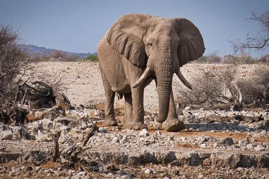 Etosha National Park — Aminuis (Namibia)
