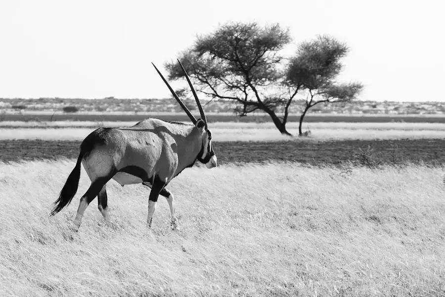 Kalahari Desert Reserve — Gibeon (Namibia)