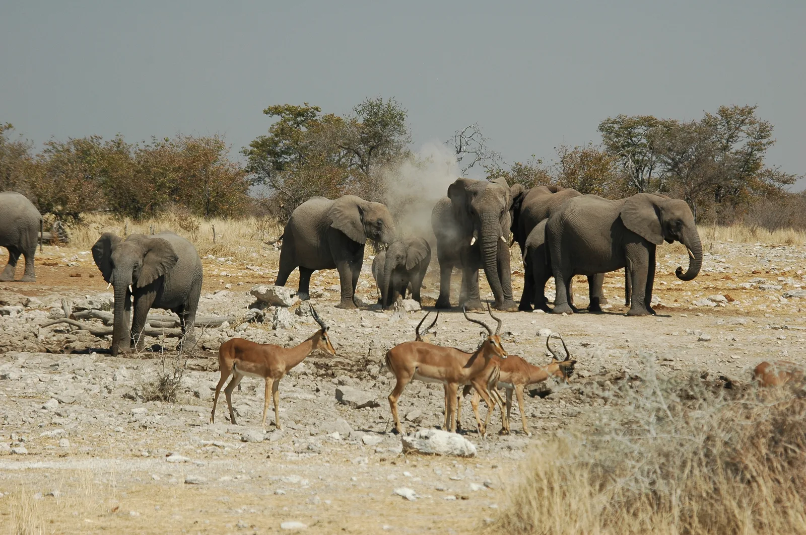 Naankuse — Otavi (Namibia)