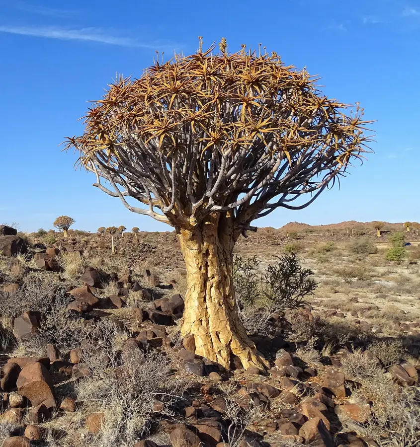 Quivertree Forest — Hal-folyó (Namíbia)