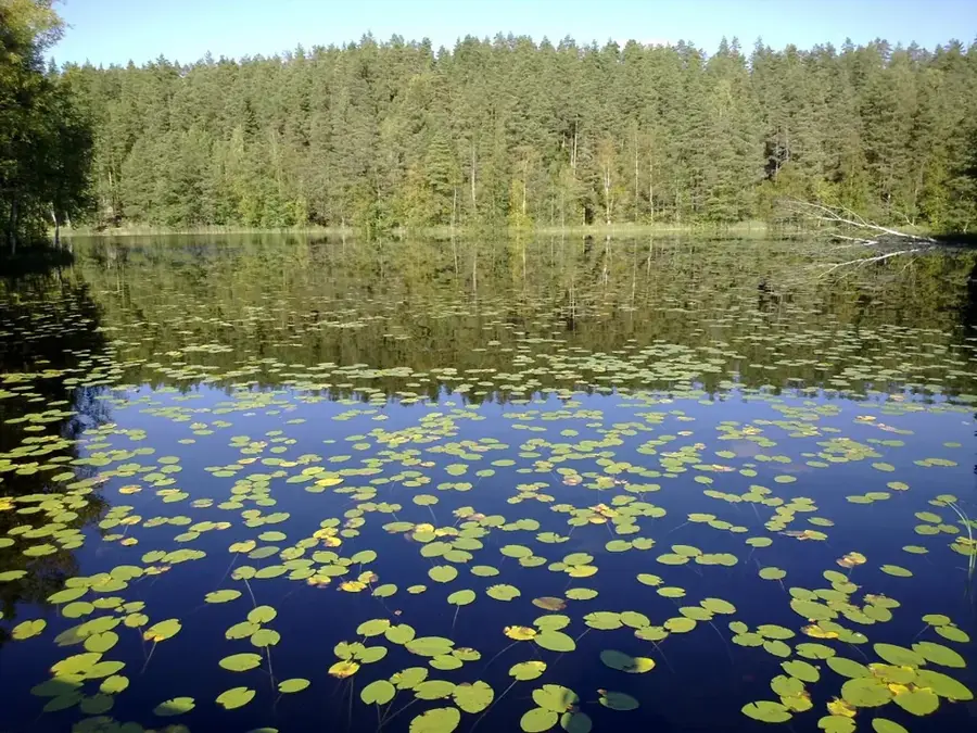 Nuuksio-Wald (Finnland)