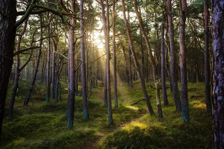 Kiefernwald von Chiesanuova – Sehenswürdigkeit