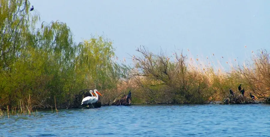 Lacul Srebarna — Lacul Amara (România)