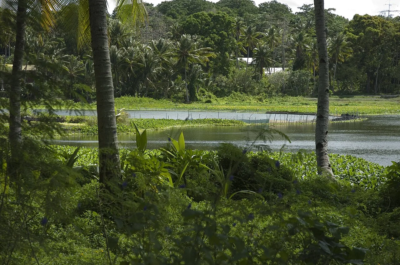 Aiwo Mangroves