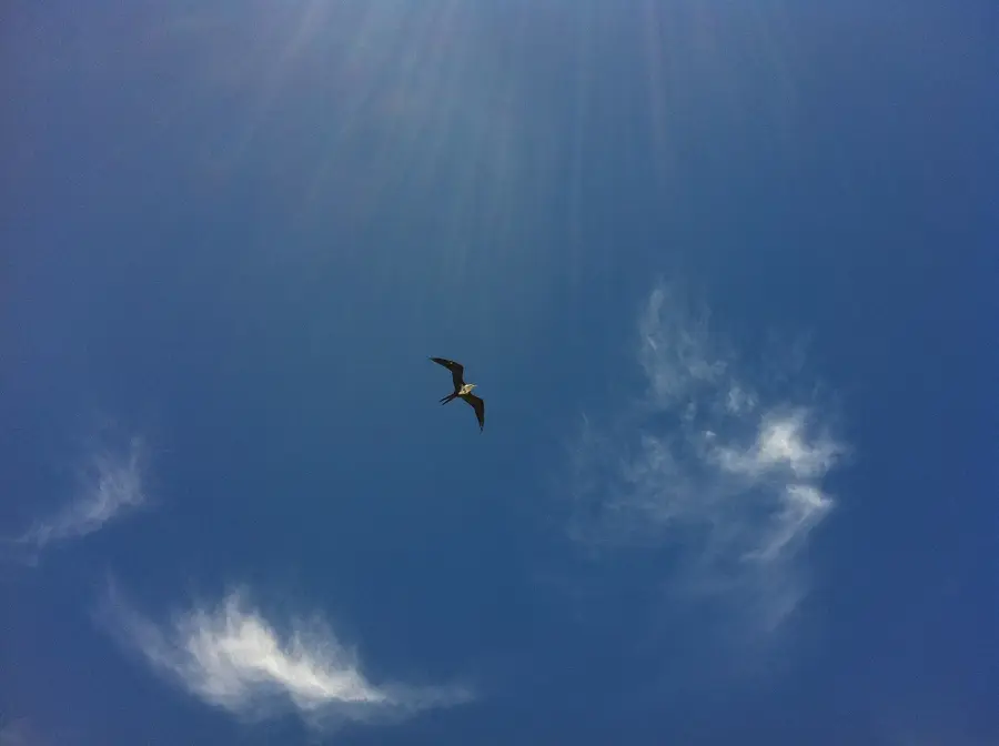 Anetan Bird Nesting Site