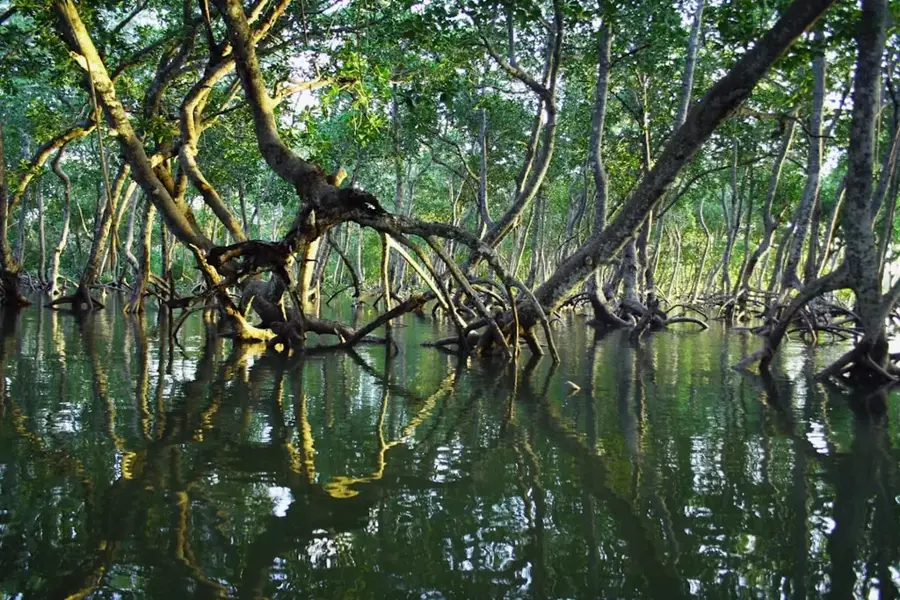 Ijuw-Mangroven — Anibare-Wald (Nauru)