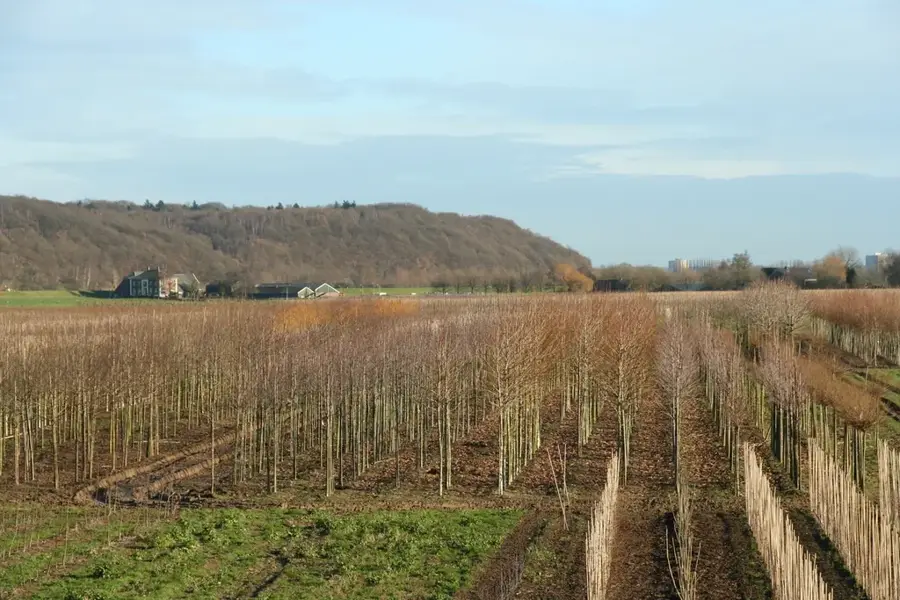 Grebbeberg – mountain