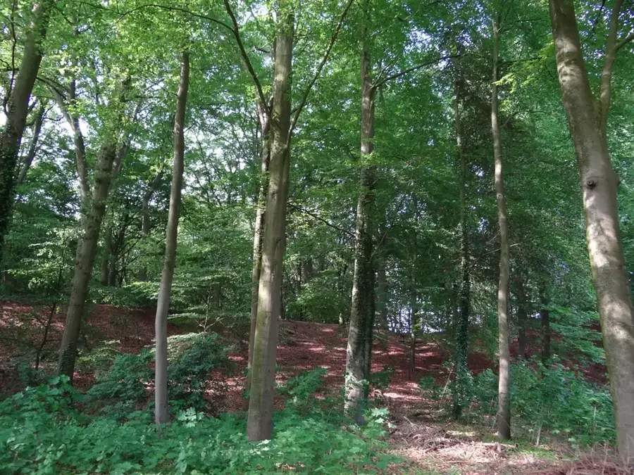 Kruisbergse Bos – forest