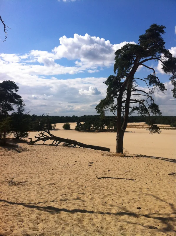 Loonse en Drunense Duinen — Efteling (Niederlande)