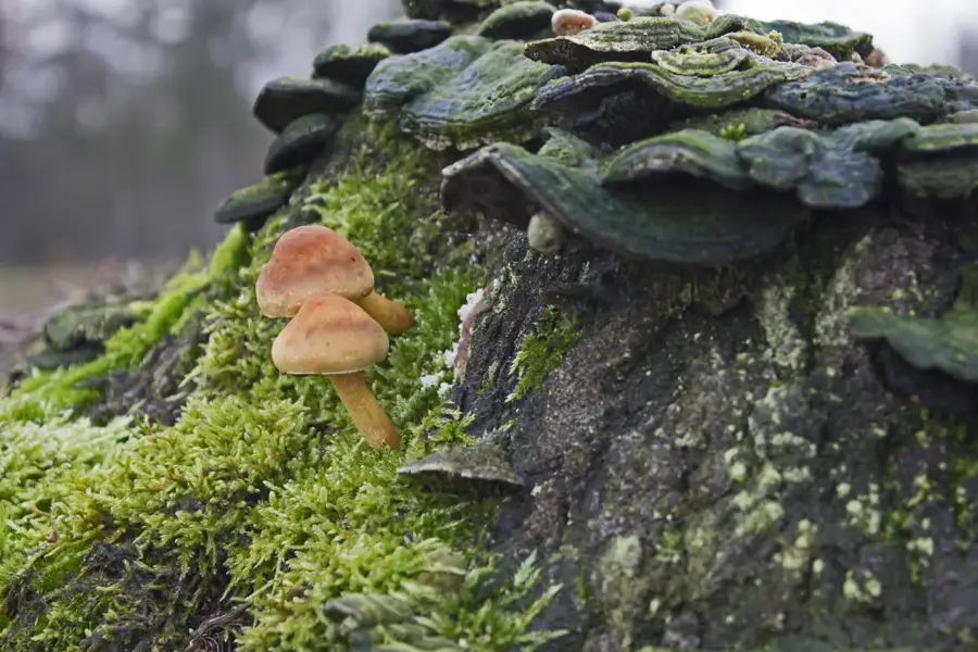 Maasduinen — Venlo (Netherlands)