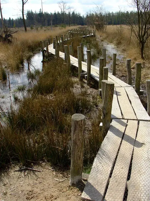 Dwingelderveld National Park — Groningen (Netherlands)