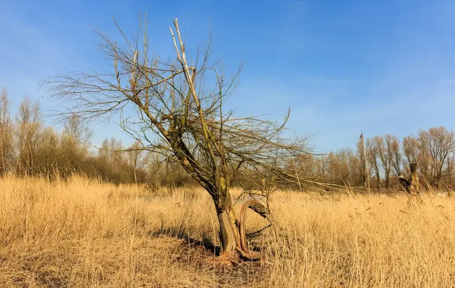 Parcul Național Nieuw Land