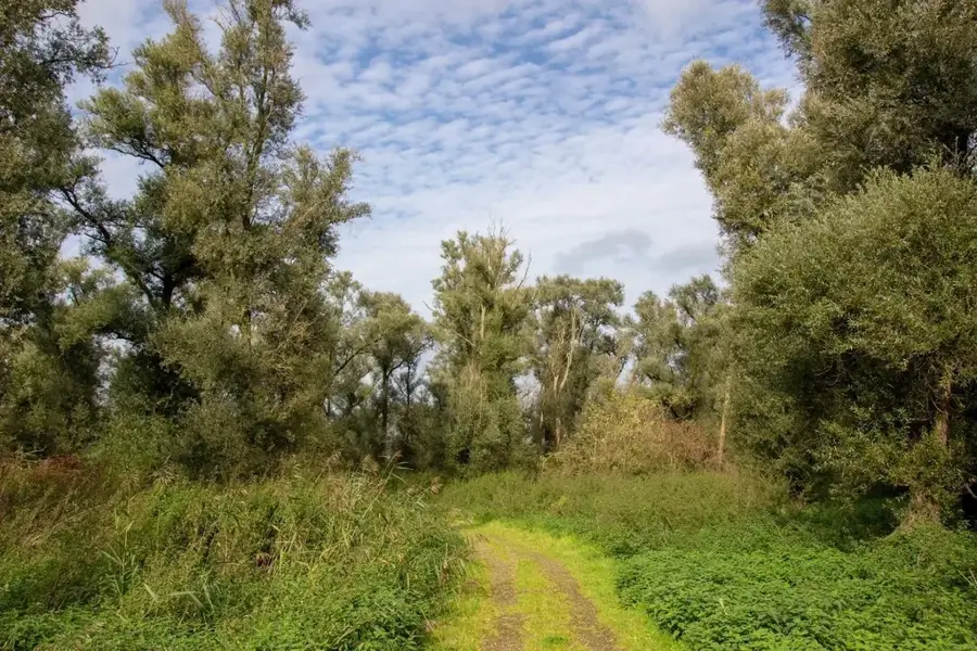 Oostvaardersbos – erdő
