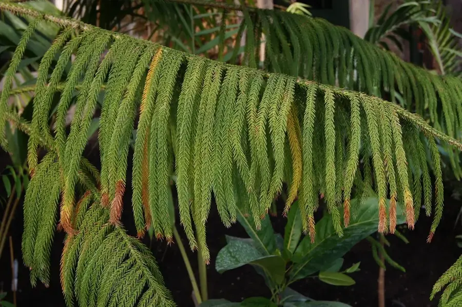 Mont Dzumac — Muntele Humboldt (Noua Caledonie)