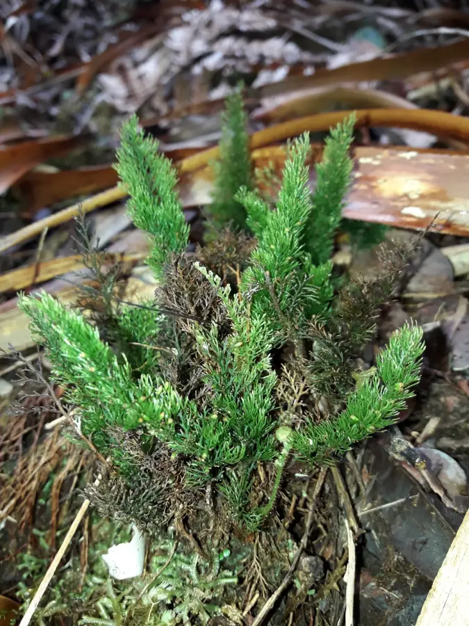 Mont Ouin — Muntele Humboldt (Noua Caledonie)