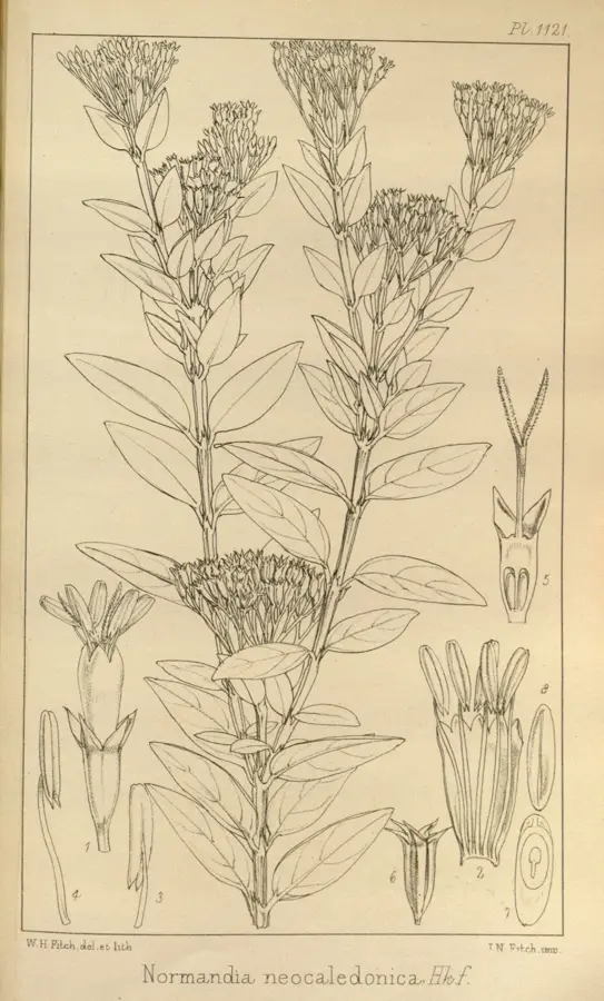 Normandia