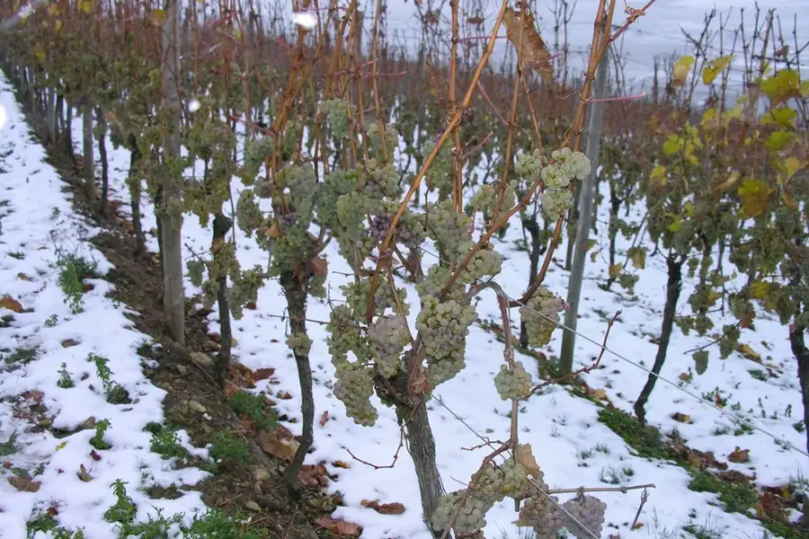 Niagara Icewine Production