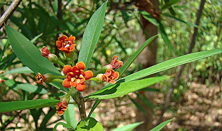 Marsella — Puerto Cabezas (Nicaragua)