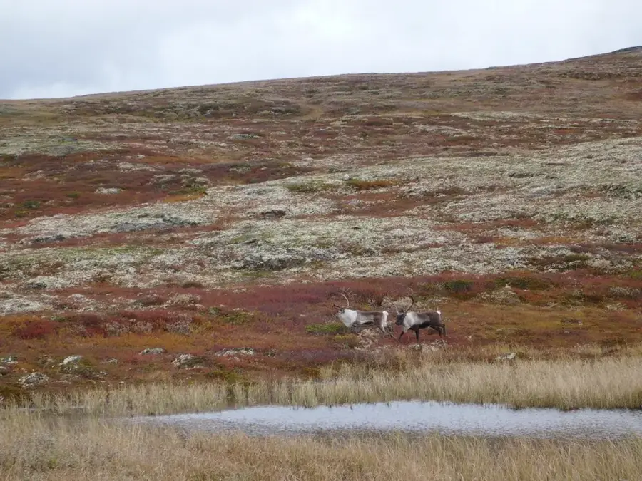 Forollhogna Nemzeti Park