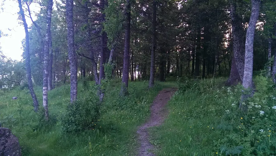 Hauknes