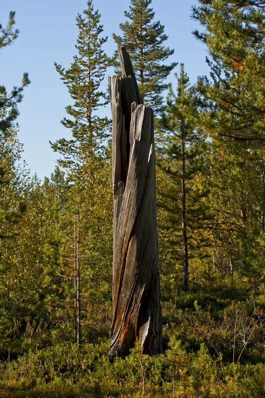 Øvre Pasvik Nemzeti Park