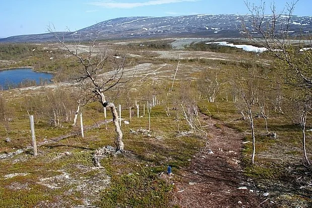 Stabbursdalen Nationalpark