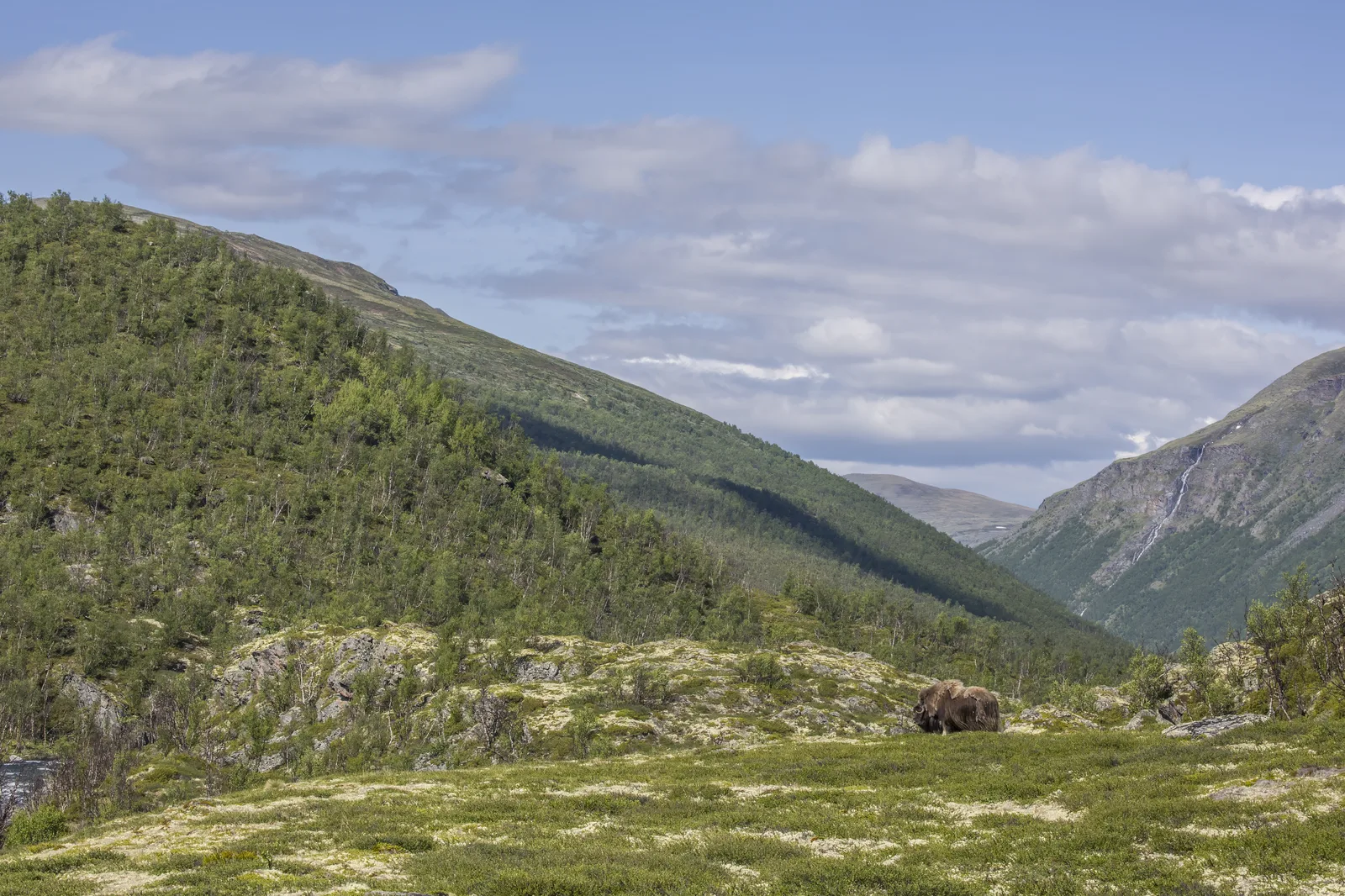 Dovrefjell-Sunndalsfjella (Norvégia)