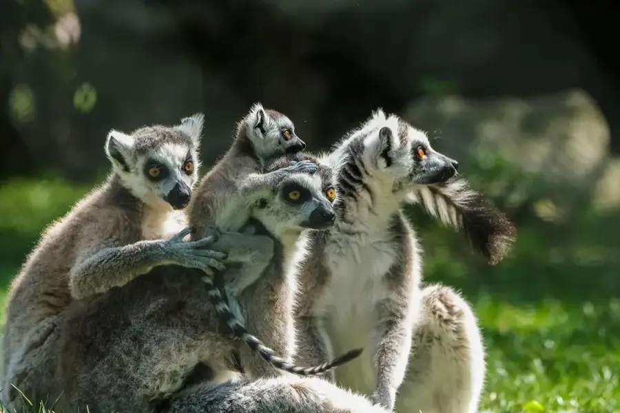 Peninsula Lemurienilor Nosy Komba — Nosy Mitsio (Madagascar)