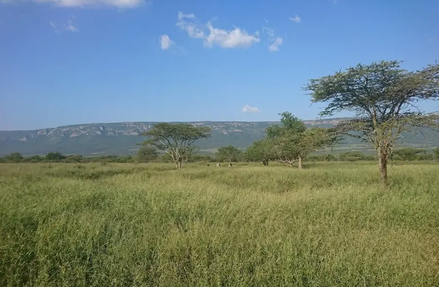 Nsoko