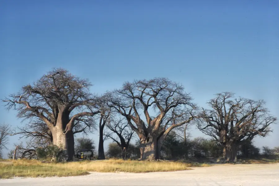 Nxai Pan National Park