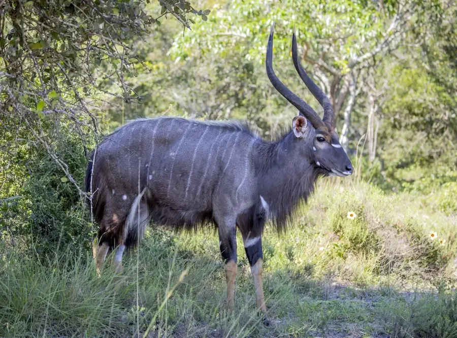 Nyala (Sudan)