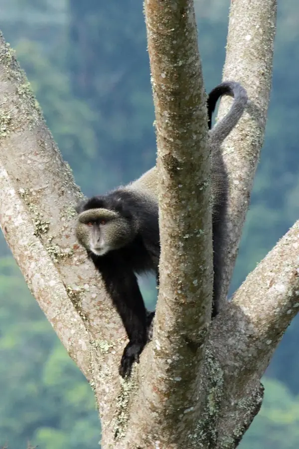 Nyungwe Forest — Rukarara River Source (Rwanda)